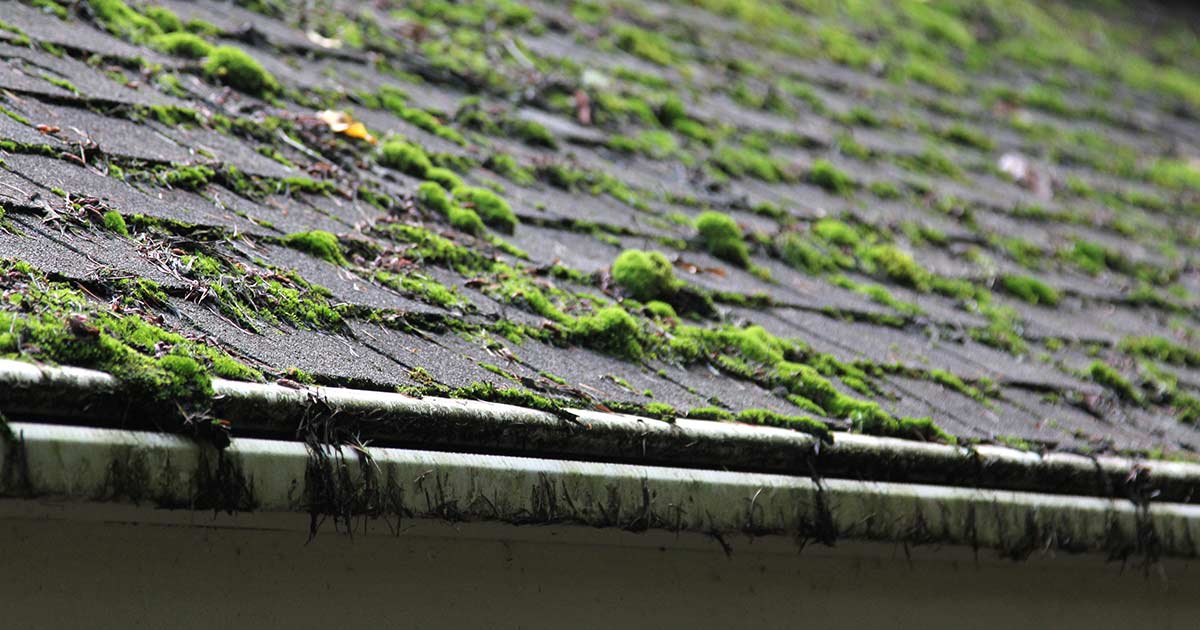 Moss growth on roof, indicating moisture retention and potential damage